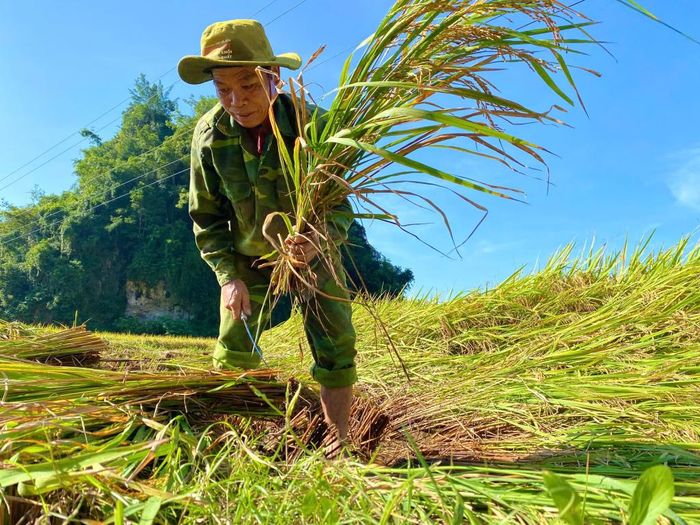 Ông Nông Văn Tuấn thu hoạch diện tích lúa nếp bị mưa lũ do hoàn lưu bão số 10 làm ngập úng.
