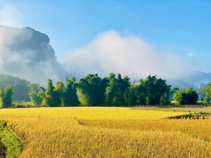 Những cánh đồng lúa vàng tại xã Đàm Thủy đang vào vụ thu hoạch.