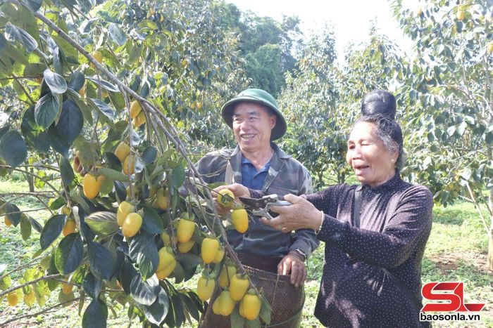 Mùa thu hoạch hồng ở xã Phiêng Cằm.