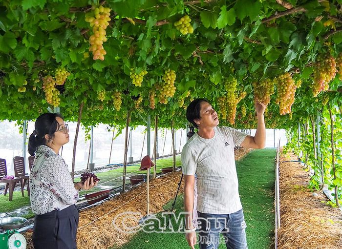 Vườn nho Thái Hi (phường Hiệp Thành). 