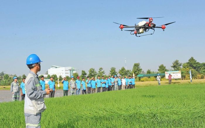 Nông dân tỉnh An Giang trình diễn mô hình Drone (máy bay không người lái) bón phân, phun thuốc trừ sâu cho cây lúa trên cánh đồng ở huyện Thoại Sơn (5/2025). Ảnh: Công Mạo-TTXVN