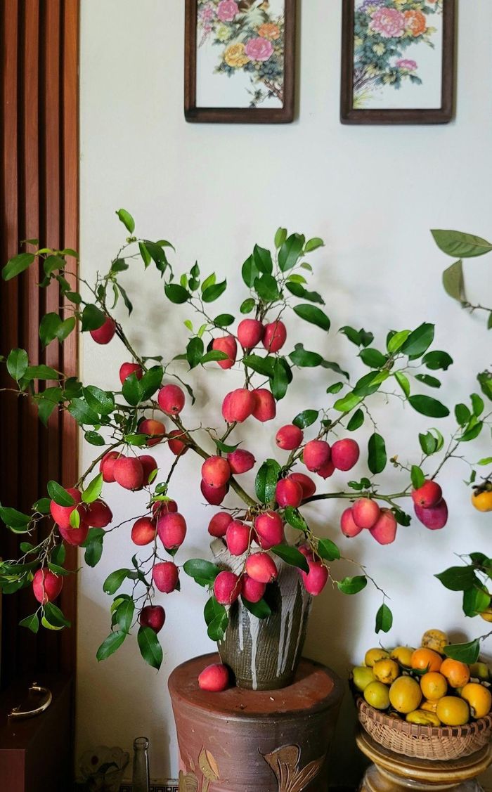 Bên cạnh đó, nhờ ngoại hình bắt mắt, táo cherry còn được buộc trên cành cây để trang trí nhà. Ảnh: FB Huyền Tạ