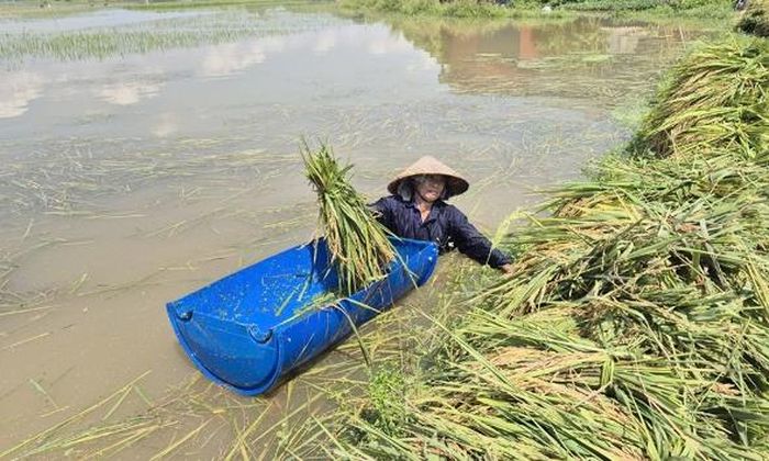  Người dân xã Mỹ Thái thu hoạch lúa chín bị ngập với hy vọng vớt vát được chút nào hay chút ấy. 
