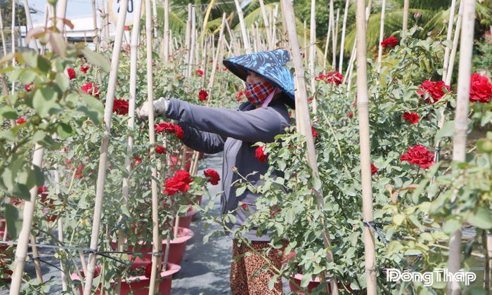 Nông dân làng hoa chuẩn bị cho vụ hoa cuối năm.