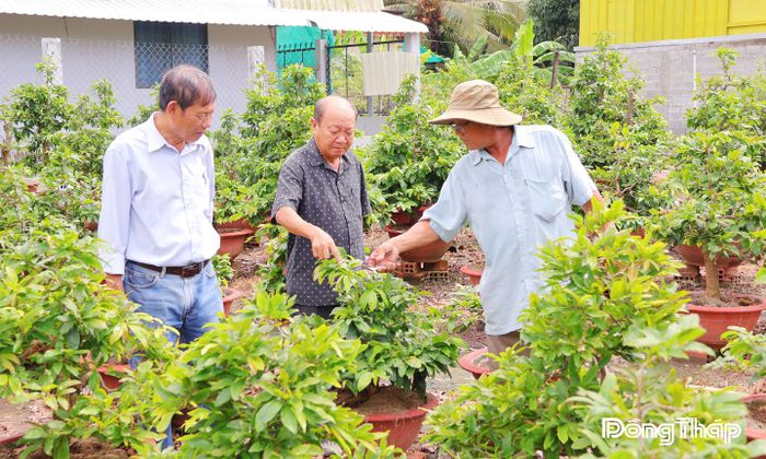 Bà con xã viên Hợp tác xã Tân Mỹ Chánh thường xuyên gặp gỡ trao đổi kinh nghiệm nhằm nâng cao tay nghề trong sản xuất hoa kiểng.