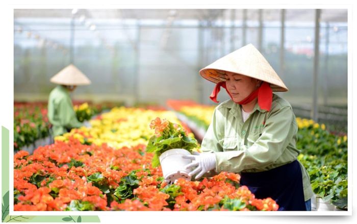 Nông nghiệp công nghệ cao là lĩnh vực được Lâm Đồng xác định trụ cột để phát triển