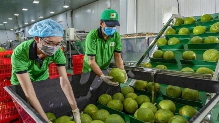 Quả bưởi là loại quả thứ 8 của Việt Nam được phép vào Úc (sau thanh long, xoài, nhãn, chôm chôm, vải, vú sữa và chanh leo).