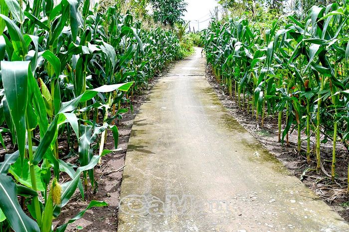  Nông dân tận dụng đất ven đường trồng rau màu tăng thu nhập.