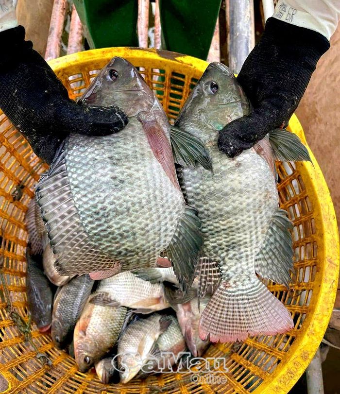 Nông dân xã Tân Hưng vừa tham quan mô hình nuôi cá phi công nghiệp tại tỉnh An Giang, hiện đang liên kết với doanh nghiệp hỗ trợ chuyển giao giống và kỹ thuật nuôi phù hợp điều kiện địa phương,