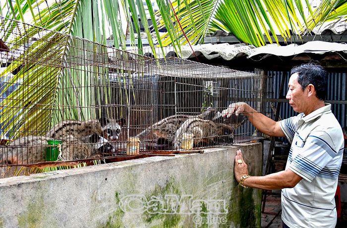 Ông Nguyễn Công Văn, ấp Cái Giếng A, có 6 năm duy trì mô hình nuôi chồn hương, mỗi năm thu nhập từ 500-700 triệu đồng.