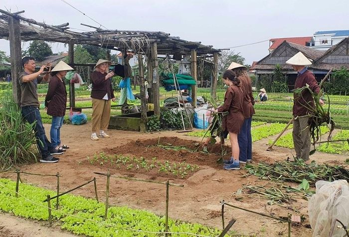 Du khách quốc tế trải nghiệm tại Làng rau Trà Quế (TP Đà Nẵng)