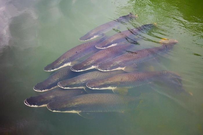 Ngoài ra, cá Arapaima có thể phi thân, nhảy lên mặt nước để bắt mồi là chim hoặc rắn. Ảnh: rainforestcruises.com.