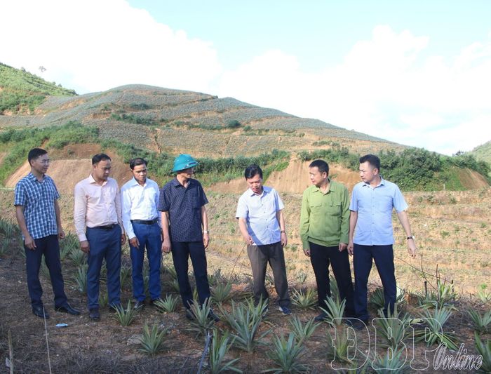 Lãnh đạo xã Búng Lao kiểm tra mô hình dứa mật tại bản Hồng Sọt.
