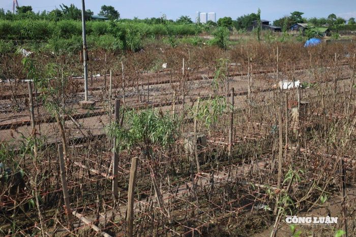 Ngay sau những ngày mưa ngập, thời tiết chuyển sang nắng gắt khiến phần lớn cây đào chết khô.