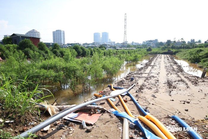 Những luống đào sau vài cơn bão trở nên rũ rượi trong làn nước đục.
