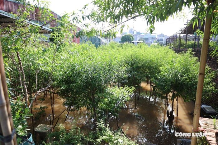 Nước từ sông Hồng dâng cao, tràn vào vườn khiến diện tích lớn trồng đào bị ngập sâu.