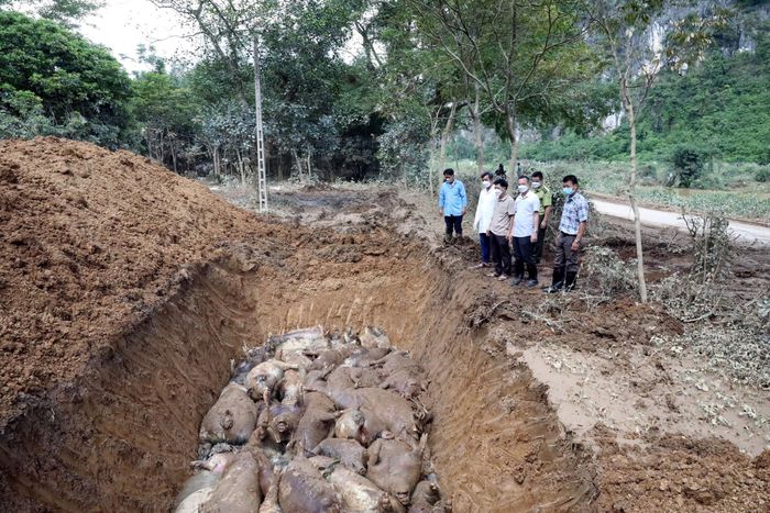 Cơ quan chuyên môn tỉnh Lạng Sơn kiểm tra công tác tiêu hủy lợn chết, xử lý môi trường sau lũ tại xã Yên Bình