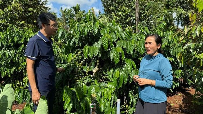 Cán bộ kỹ thuật Công ty TNHH MTV Xuất nhập khẩu 2-9 Đắk Lắk hướng dẫn nông dân chăm sóc cây cà-phê.