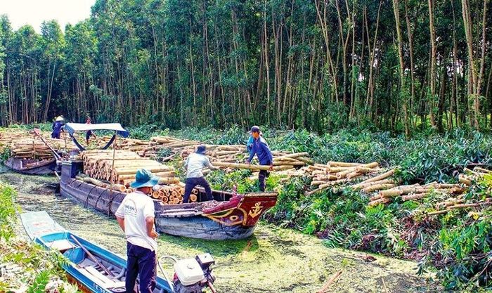  Người dân khai thác gỗ keo lai (nguồn Báo Cà Mau). 
