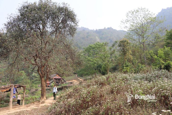 Trại chăn nuôi hữu cơ nằm bình yên nơi góc núi Pu Tó Cọ với lối vào trại có cây táo mèo già cỗi đón khách.