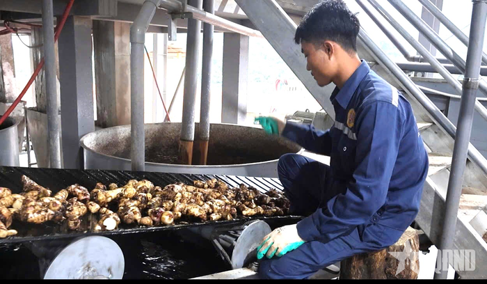 Cán bộ, nhân viên Nhà máy chế biến nông sản Pha Daeng vận hành dây chuyền sản xuất.