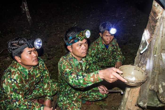 Cán bộ Đồn Biên phòng Ra Mai dậy sớm ra rừng cao su để cạo mủ - Lê Văn Chương