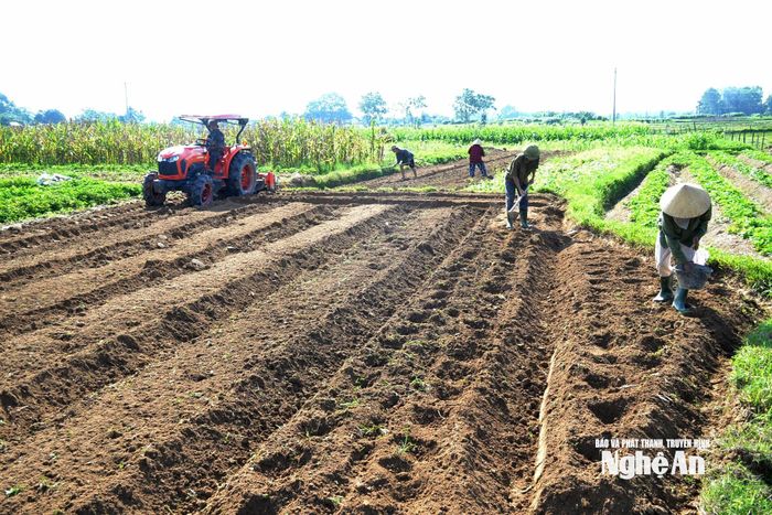 Bà con nông dân xã Đại Đồng sản xuất vụ đông. Ảnh: Xuân Hoàng