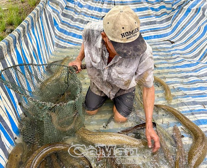 Nghề nuôi cá chình, cá bống tượng là thế mạnh của phường Tân Thành. Thời gian qua, hiệu quả của mô hình đã giúp người dân phát triển kinh tế.
