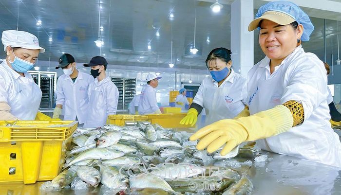 Kim ngạch xuất khẩu thủy sản chiếm tỷ trọng lớn trong tổng kim ngạch xuất khẩu của tỉnh. (Ảnh: Hồng Nhung)