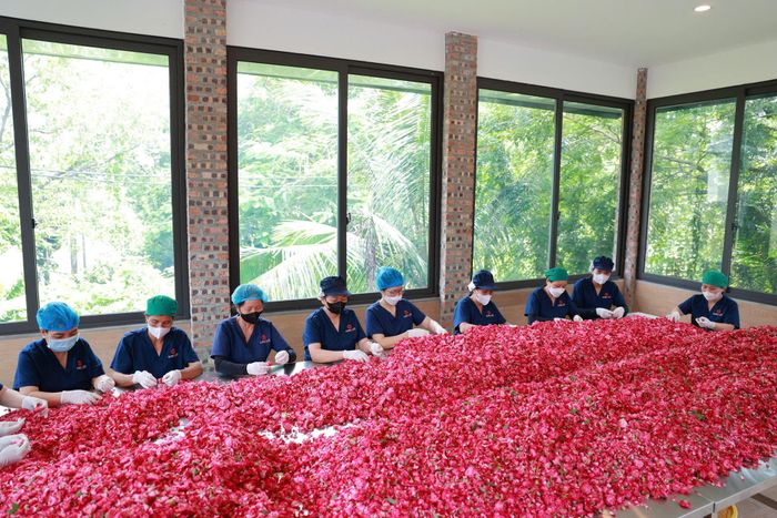 Công nhân Karose sơ chế và phân loại cánh hoa hồng trong phòng sạch đạt tiêu chuẩn sản xuất mỹ phẩm hữu cơ. Ảnh: Như Quỳnh