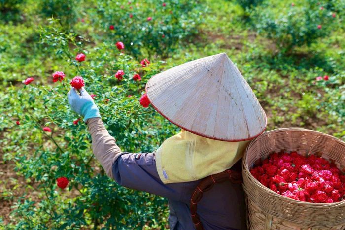 Thu hoạch hoa hồng cổ phục vụ sản xuất mỹ phẩm hữu cơ, hoa được hái thủ công để giữ nguyên độ tươi và hương thơm tự nhiên. Ảnh: Như Quỳnh