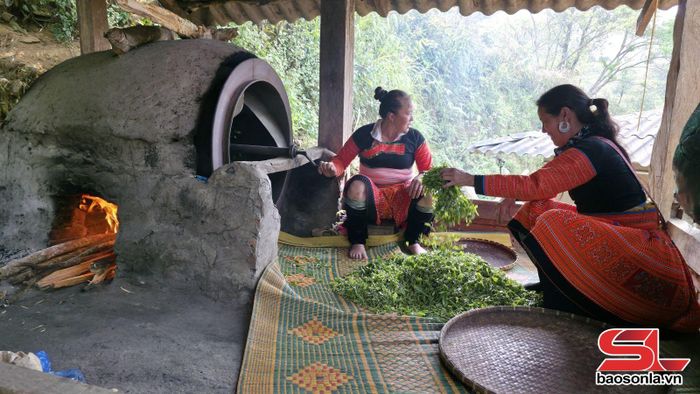 Phụ nữ dân tộc Mông bản Tà Xùa, xã Tà Xùa, chế biến chè bằng phương pháp thủ công.