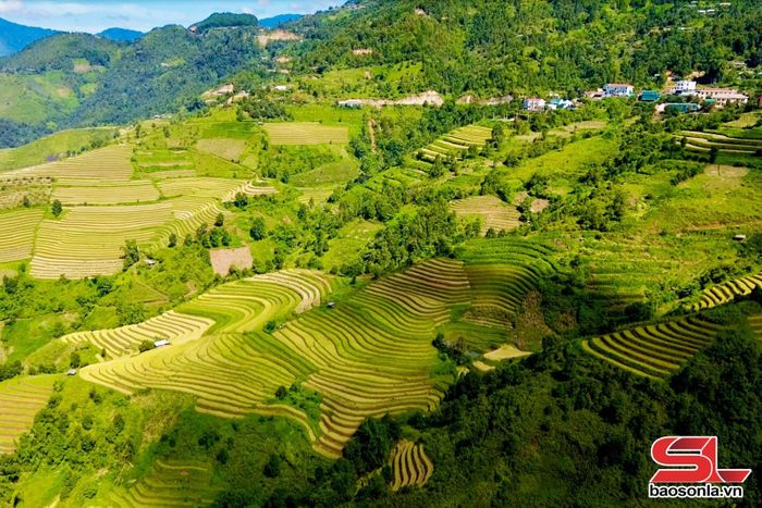Ruộng bậc thang xã Xím Vàng, tỉnh Sơn La.