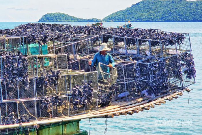 Từ sáng sớm, người dân tất bật với công việc: người nuôi hải sản, người chở hàng ra tàu - tất cả tạo nên nhịp sống lao động bền bỉ giữa trùng khơi.