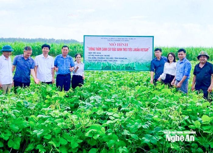 Hiện, công ty của chị Liên đã tạo vùng nguyên liệu gần 300ha với hợp tác xã trong và ngoài tỉnh, tạo chuỗi sản xuất khép kín “nông dân – nhà máy – thị trường”. Ảnh: T.P
