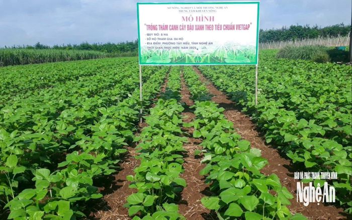 Vùng trồng nguyên liệu từ sự liên kết giữa doanh nghiệp nữ và nhà nông. Ảnh: T.P