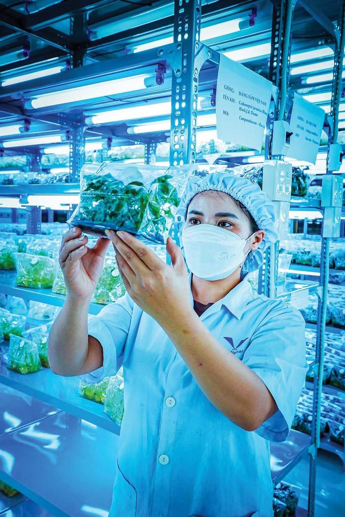  Phong trào thi đua lao động sáng tạo tại Công ty Cổ phần Dược - Trang thiết bị y tế Bình Định (Bidiphar) được duy trì thường xuyên, góp phần nâng cao hiệu quả sản xuất, nghiên cứu và phát triển sản phẩm mới. Trong ảnh: Chị Phan Thị Bảo Thoa theo dõi sự sinh trưởng của cây ba kích tím tại Trung tâm nuôi cấy mô để chuẩn bị đưa ra vườn ươm. 