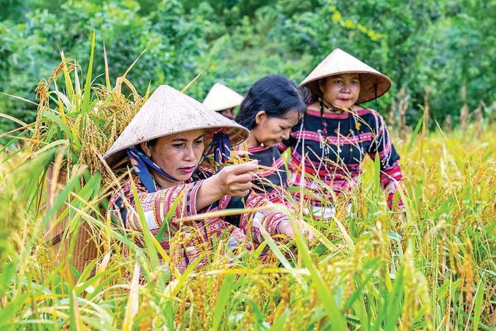  Phụ nữ làng Hà Văn Trên (xã Vân Canh) thu hoạch lúa rẫy để chuẩn bị cho lễ mừng lúa mới. 