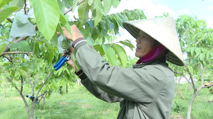 Anh Nguyễn Ngọc Cương tỉ mỉ cắt tỉa, chăm sóc vườn na hữu cơ - Ảnh: T.T