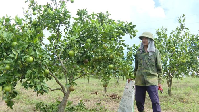 Ông Nguyễn Văn Cử thu hoạch lứa cam hữu cơ đầu tiên - Ảnh: T.T