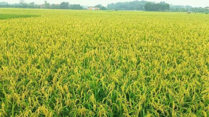 Người dân cần thăm đồng thường xuyên, theo dõi sát diễn biến của rầy để có biện pháp phòng, trừ hiệu quả.