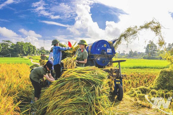 Ngày mùa. Ảnh: Quốc Chính