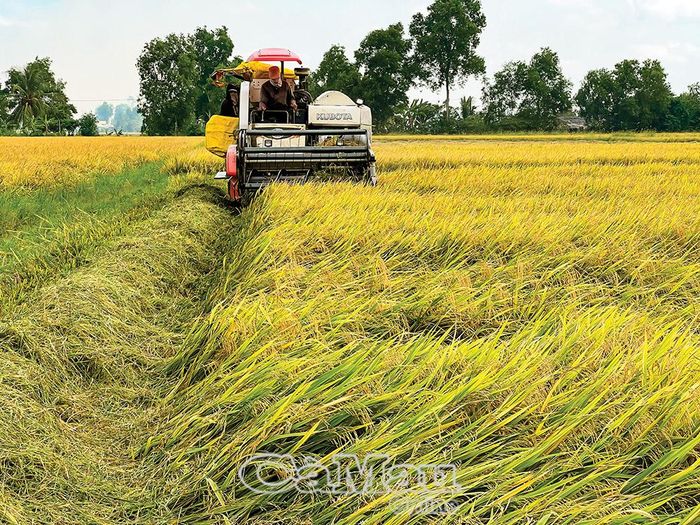 Việc liên kết sản xuất, ứng dụng cơ giới hóa góp phần nâng cao chất lượng, sản lượng lúa gạo