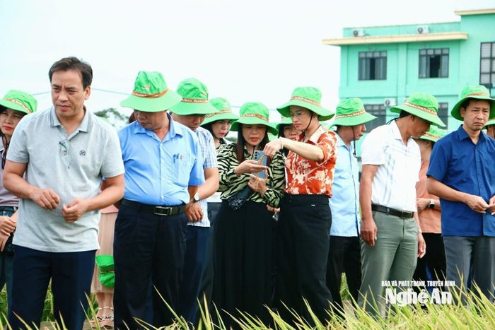 Các giống lúa của tập đoàn cho năng suất cao tại Hưng Yên. Ảnh: Thùy Linh 