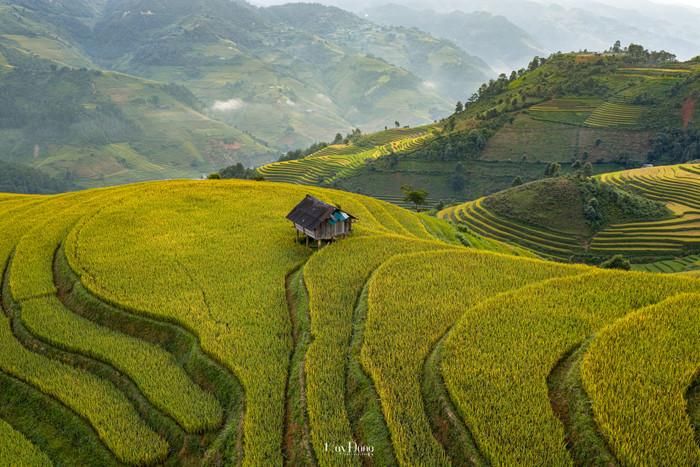 Góc chụp từ trên cao, những ngôi nhà gỗ như những chiếc hộp nhỏ xíu giữa tấm thảm vàng khổng lồ của ruộng bậc thang. Ảnh: Đổng Nhật Huy