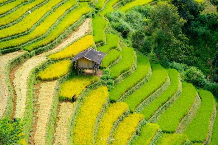 Khung cảnh yên bình với ngôi nhà gỗ nhỏ làm trung tâm, xung quanh là lúa chín vàng và núi rừng trùng điệp. Ảnh: Đổng Nhật Huy