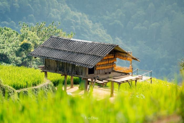 Mái nhà gỗ phủ đầy nắng chiều, tỏa sáng rực rỡ giữa tầng tầng lớp lớp lúa chín. Ảnh: Đổng Nhật Huy