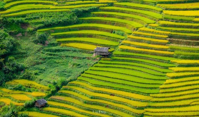 "Penthouse" đơn sơ in bóng trên nền trời xanh, tạo điểm nhấn cho khung cảnh ruộng đồng bạt ngàn. Ảnh: Đổng Nhật Huy