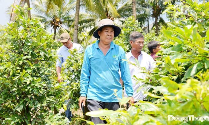 Ông Bùi Văn Công cùng nhiều nông dân khác tham quan vườn mai. Ảnh: LÊ PHƯƠNG