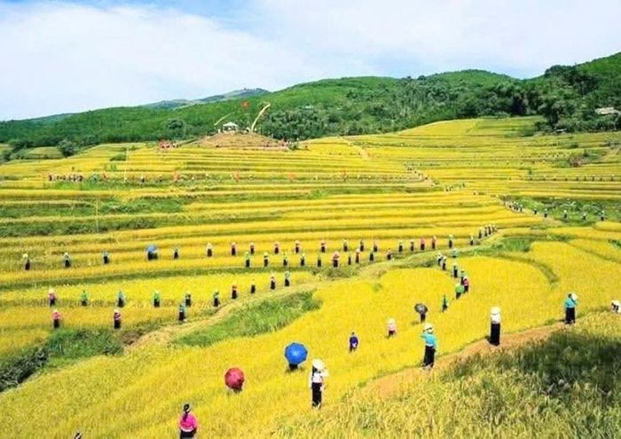 Vẻ đẹp ruộng bậc thang Miền Đồi. Ảnh: ND